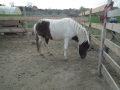 DSCF1626